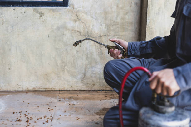 Best Rat Extermination Near Me  in Hanceville, AL
